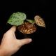 Begonia melanobullata [ �٥��˥������Υ֥顼�� ]��1�ݥåȡ��� �֥�å���̵���Υ����å����ۺ̤����ĸ���٥��˥� ��