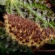 Begonia melanobullata [ �٥��˥������Υ֥顼�� ]��1�ݥåȡ��� �֥�å���̵���Υ����å����ۺ̤����ĸ���٥��˥� ��