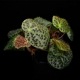 Begonia melanobullata [ �٥��˥������Υ֥顼�� ]��1�ݥåȡ��� �֥�å���̵���Υ����å����ۺ̤����ĸ���٥��˥� ��