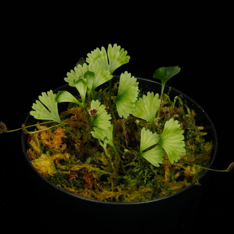 Elaphoglossum peltatum  [ ����ե������å��ࡦ�ڥ륿�ĥ� / ñ�ե����� ]���� PN260220-03 ��