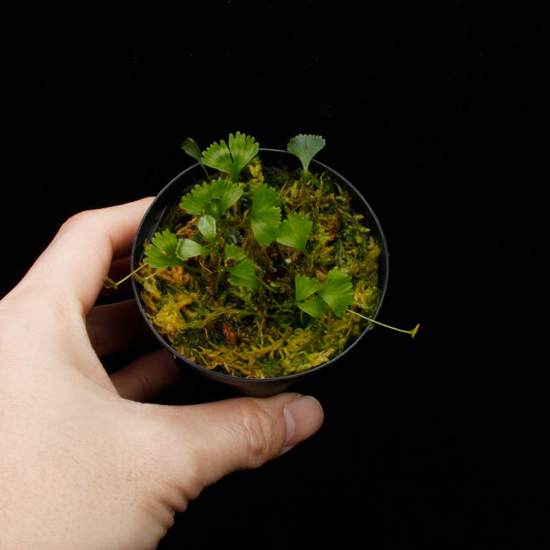 Elaphoglossum peltatum  [ ����ե������å��ࡦ�ڥ륿�ĥ� / ñ�ե����� ]���� PN260220-03 ��