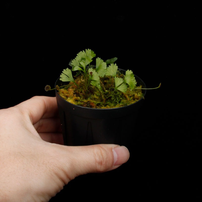 Elaphoglossum peltatum  [ ����ե������å��ࡦ�ڥ륿�ĥ� / ñ�ե����� ]���� PN260220-03 ��