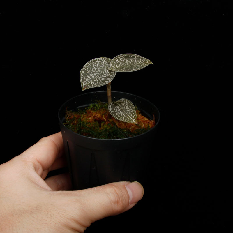 Anoectochilus sikkimensis [ ���ͥ��ȥ��륹�����å���󥷥� ]�� PN260411-07 ��