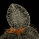 Anoectochilus sikkimensis [ ���ͥ��ȥ��륹�����å���󥷥� ]�� PN260411-07 ��