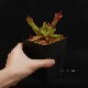 Heliamphora nutans (Kukenam Tepui) ��[ �إꥢ��ե��顦�̥��� ]���� PN180615-04 ��
