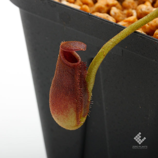 Nepenthes lowii 