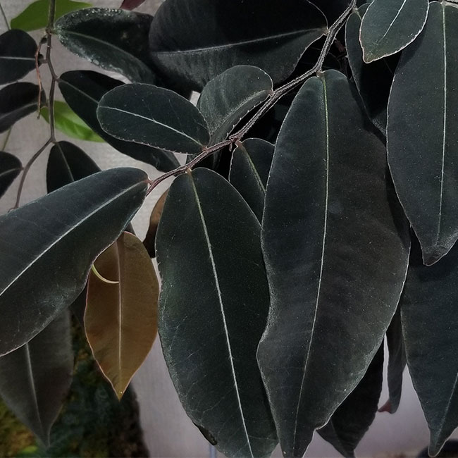 Marcgravia sp. " El Coca " [ ޥ륯ӥ sp. "륳 " ] PN250507-02 
