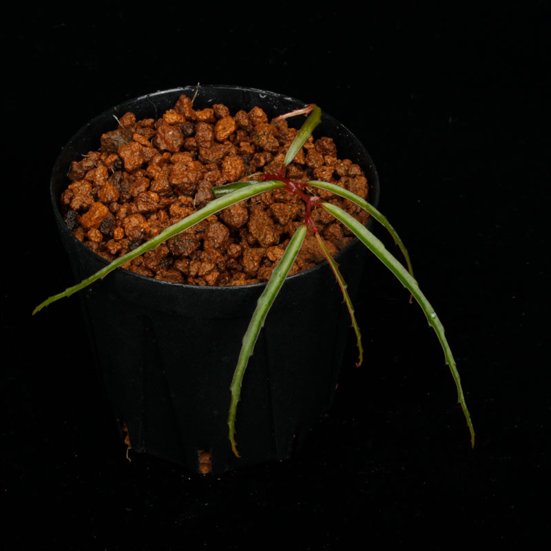 Begonia tenuissima��[ �٥��˥����ƥ̥����� ]���� PN250905-18 ��