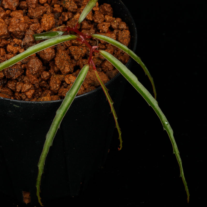 Begonia tenuissima��[ �٥��˥����ƥ̥����� ]���� PN250905-18 ��