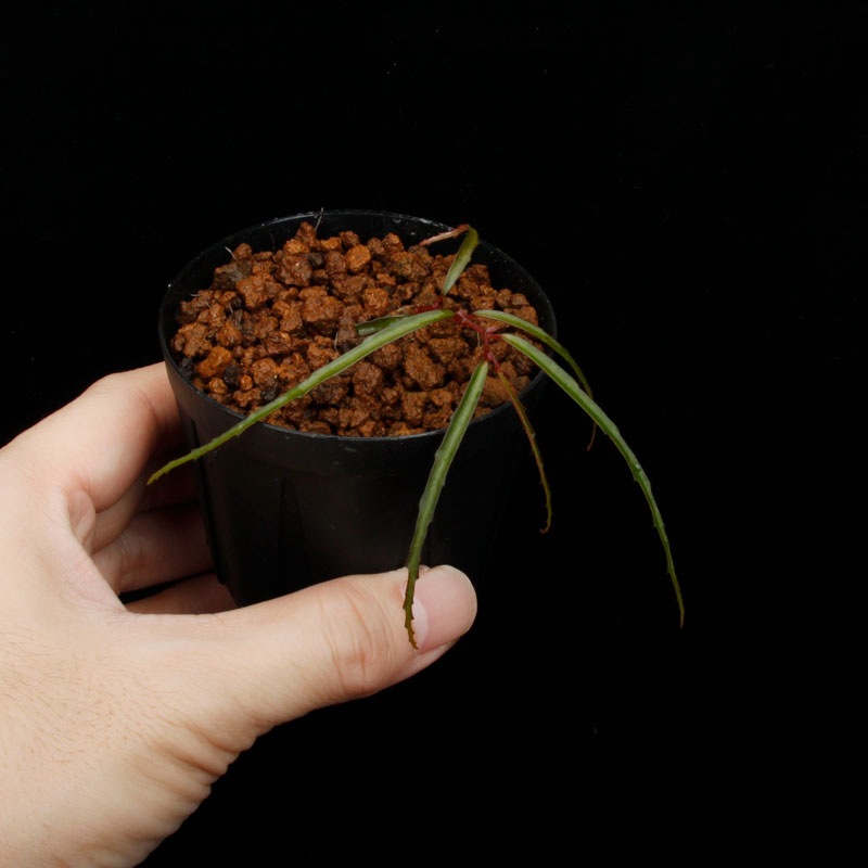 Begonia tenuissima��[ �٥��˥����ƥ̥����� ]���� PN250905-18 ��