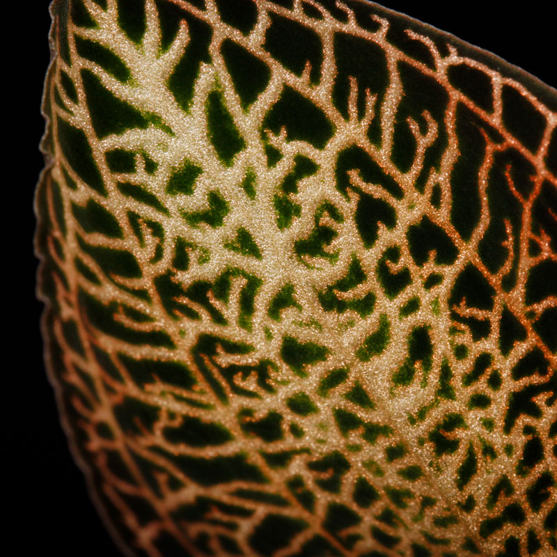Anoectochilus roxburghii 'Gold VeinType'��[ ���ͥ��ȥ��륹���������Х����� " ������ɥ٥��󥿥��� " ]���� PN250822-11 ��