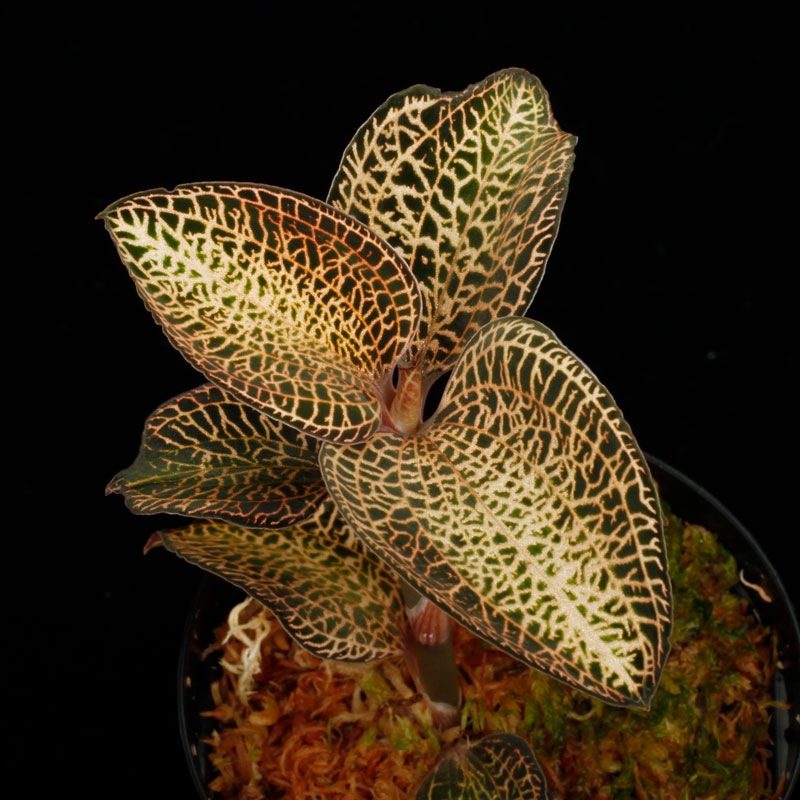 Anoectochilus roxburghii 'Gold VeinType'��[ ���ͥ��ȥ��륹���������Х����� " ������ɥ٥��󥿥��� " ]���� PN250822-11 ��
