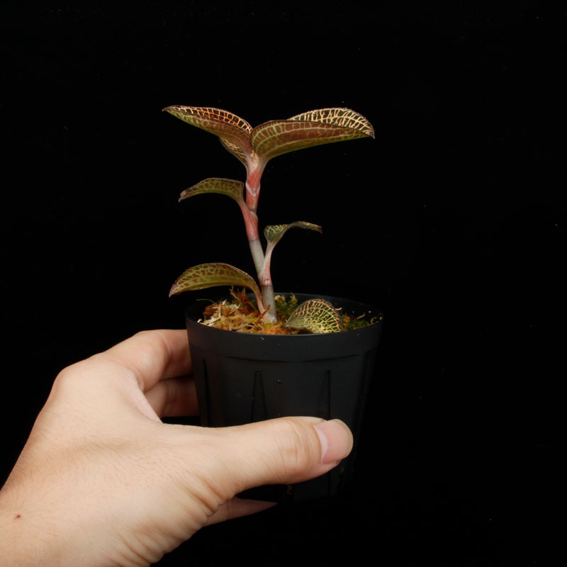 Anoectochilus roxburghii 'Gold VeinType'��[ ���ͥ��ȥ��륹���������Х����� " ������ɥ٥��󥿥��� " ]���� PN250822-11 ��
