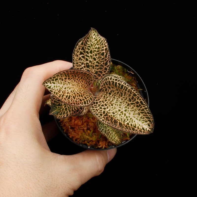 Anoectochilus roxburghii 'Gold VeinType'��[ ���ͥ��ȥ��륹���������Х����� " ������ɥ٥��󥿥��� " ]���� PN250822-11 ��