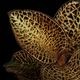 Anoectochilus roxburghii 'Gold VeinType'��[ ���ͥ��ȥ��륹���������Х����� " ������ɥ٥��󥿥��� " ]���� PN250822-11 ��
