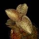 Anoectochilus roxburghii 'Gold VeinType'��[ ���ͥ��ȥ��륹���������Х����� " ������ɥ٥��󥿥��� " ]���� PN250822-11 ��