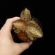 Anoectochilus roxburghii 'Gold VeinType'��[ ���ͥ��ȥ��륹���������Х����� " ������ɥ٥��󥿥��� " ]���� PN250822-11 ��
