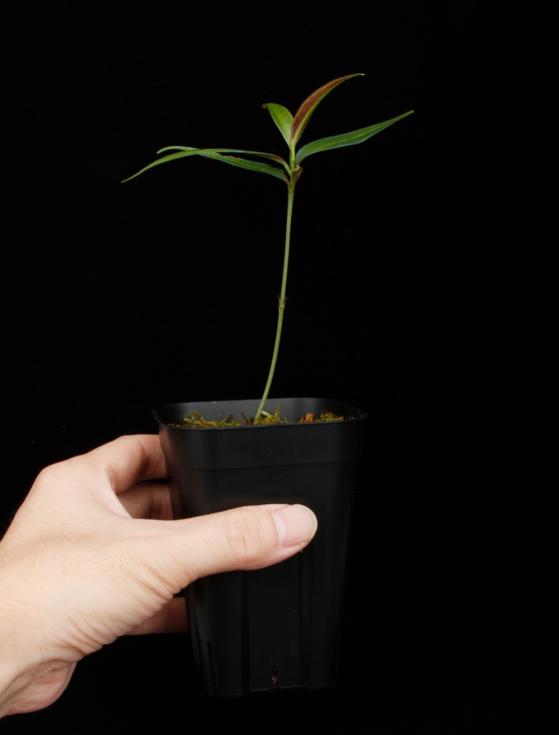 Unknown sp. from Borneo " Blue leaves "��[ ������ ]���� PN250925-03 ��