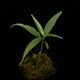 Unknown sp. from Borneo " Blue leaves "��[ ������ ]���� PN250925-03 ��