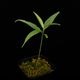 Unknown sp. from Borneo " Blue leaves "��[ ������ ]���� PN250925-03 ��