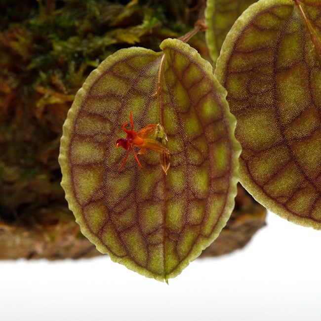 Lepanthes tentaculata [ レパンテス・テンタキュラータ ] 【 PN230302