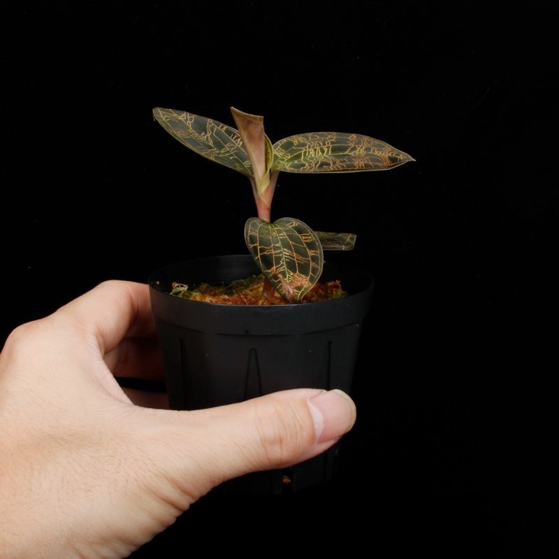 Macodes petola " BLACK " [ �ޥ��ǥ����ڥȥ� " �֥�å� " ]�� PN250918-03 ��
