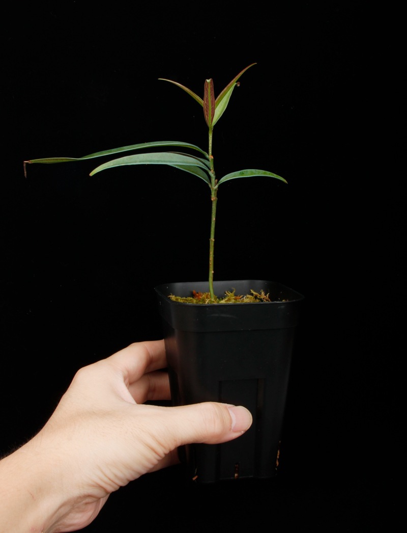 Unknown sp. from Borneo " Blue leaves "��[ ������ ]���� PN250925-04 ��