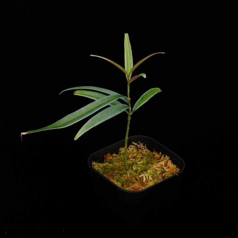 Unknown sp. from Borneo " Blue leaves "��[ ������ ]���� PN250925-04 ��