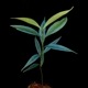 Unknown sp. from Borneo " Blue leaves "��[ ������ ]���� PN250925-04 ��