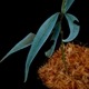 Unknown sp. from Borneo " Blue leaves "��[ ������ ]���� PN250925-04 ��