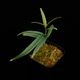 Unknown sp. from Borneo " Blue leaves "��[ ������ ]���� PN250925-04 ��
