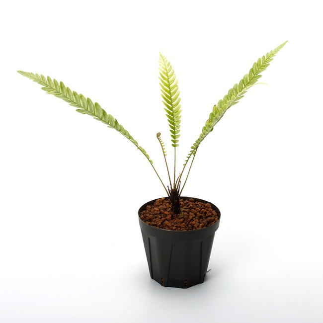 Blechnum obtusatum var. obtusatum [ ブレクナム・オブツサタム var