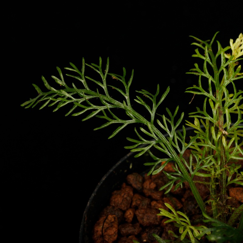 Asplenium dichotomum " Gn.Saran �� / TB��[ �����ץ�˥��ࡦ�ǥ����ȥޥ� " ����� �� ]�� PN250925-08 ��