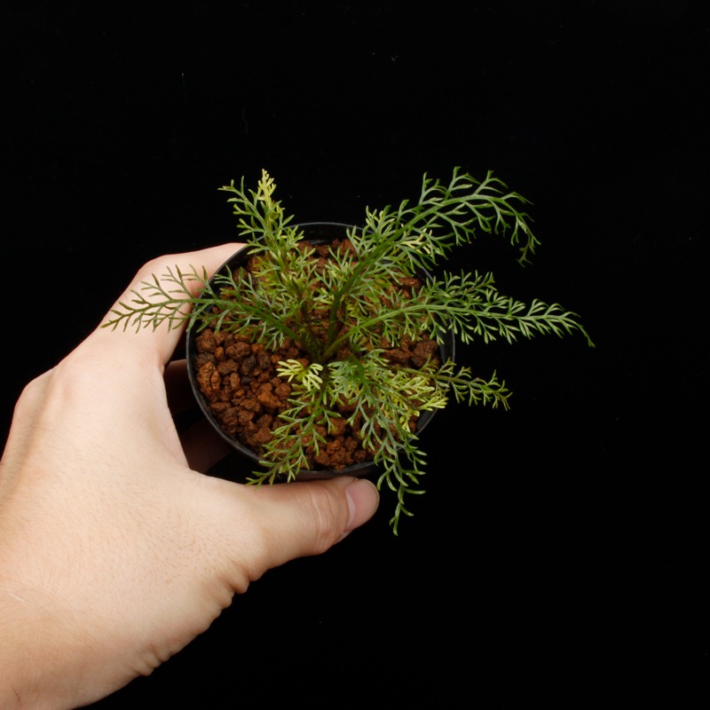 Asplenium dichotomum " Gn.Saran �� / TB��[ �����ץ�˥��ࡦ�ǥ����ȥޥ� " ����� �� ]�� PN250925-08 ��
