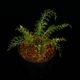 Asplenium dichotomum " Gn.Saran �� / TB��[ �����ץ�˥��ࡦ�ǥ����ȥޥ� " ����� �� ]�� PN250925-08 ��
