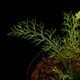 Asplenium dichotomum " Gn.Saran �� / TB��[ �����ץ�˥��ࡦ�ǥ����ȥޥ� " ����� �� ]�� PN250925-08 ��