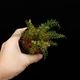 Asplenium dichotomum " Gn.Saran �� / TB��[ �����ץ�˥��ࡦ�ǥ����ȥޥ� " ����� �� ]�� PN250925-08 ��