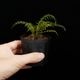 Asplenium dichotomum " Gn.Saran �� / TB��[ �����ץ�˥��ࡦ�ǥ����ȥޥ� " ����� �� ]�� PN250925-08 ��