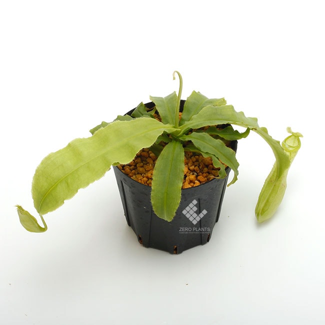 Nepenthes mirabilis var. echinostoma��[ �ͥڥ�ƥ����ߥ�ӥꥹ var. �����Υ��ȥ� ]���� Borneo Exotics / BE-3372 �ۡ� PN181130-27 ��
