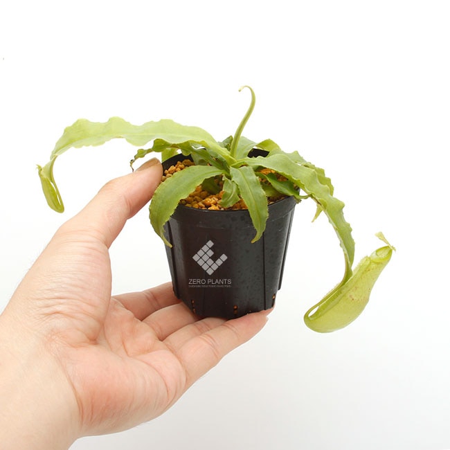 Nepenthes mirabilis var. echinostoma��[ �ͥڥ�ƥ����ߥ�ӥꥹ var. �����Υ��ȥ� ]���� Borneo Exotics / BE-3372 �ۡ� PN181130-27 ��