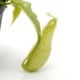 Nepenthes mirabilis var. echinostoma��[ �ͥڥ�ƥ����ߥ�ӥꥹ var. �����Υ��ȥ� ]���� Borneo Exotics / BE-3372 �ۡ� PN181130-27 ��