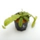 Nepenthes mirabilis var. echinostoma��[ �ͥڥ�ƥ����ߥ�ӥꥹ var. �����Υ��ȥ� ]���� Borneo Exotics / BE-3372 �ۡ� PN181130-27 ��