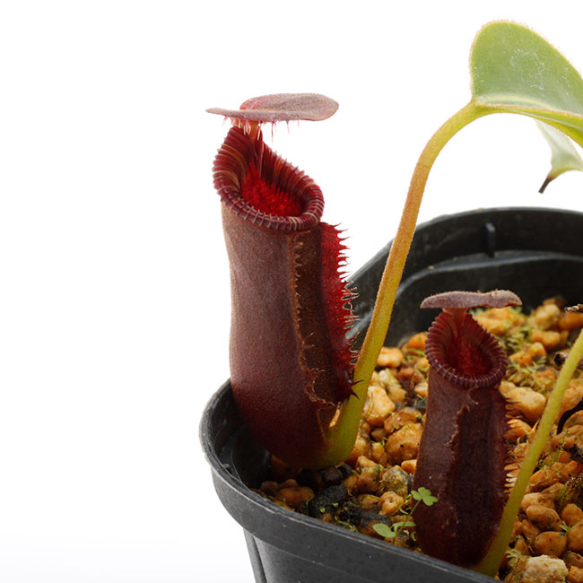 Nepenthes lowii 