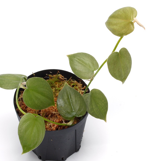 Philodendron sp. " Ecuador " [ �ե����ǥ�ɥ��� sp.���������ɥ뻺 ]��1�ݥå�