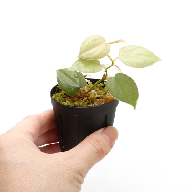 Philodendron sp. " Ecuador " [ �ե����ǥ�ɥ��� sp.���������ɥ뻺 ]��1�ݥå�
