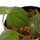 Philodendron sp. " Ecuador " [ �ե����ǥ�ɥ��� sp.���������ɥ뻺 ]��1�ݥå�