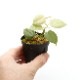 Philodendron sp. " Ecuador " [ �ե����ǥ�ɥ��� sp.���������ɥ뻺 ]��1�ݥå�
