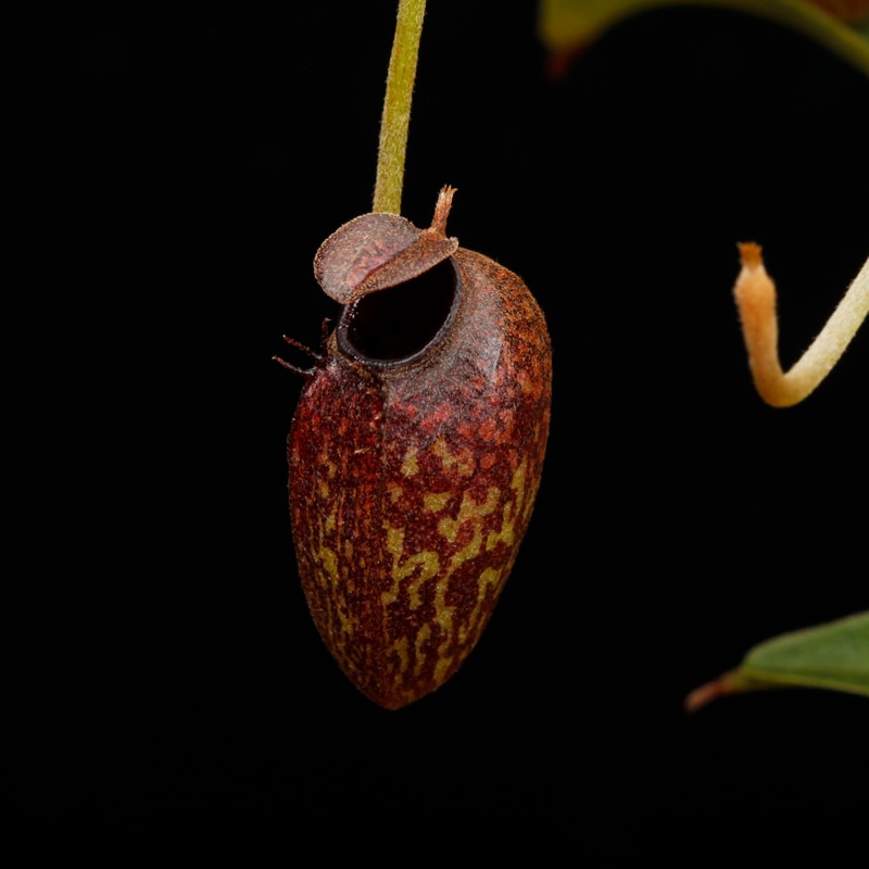 Nepenthes aristolochioides (Sumatra) AW / Clone:NM03��[ �ͥڥ�ƥ������ꥹ�ȥ��������ǥ� ]���� PN260728-07 / ʣ������ ��