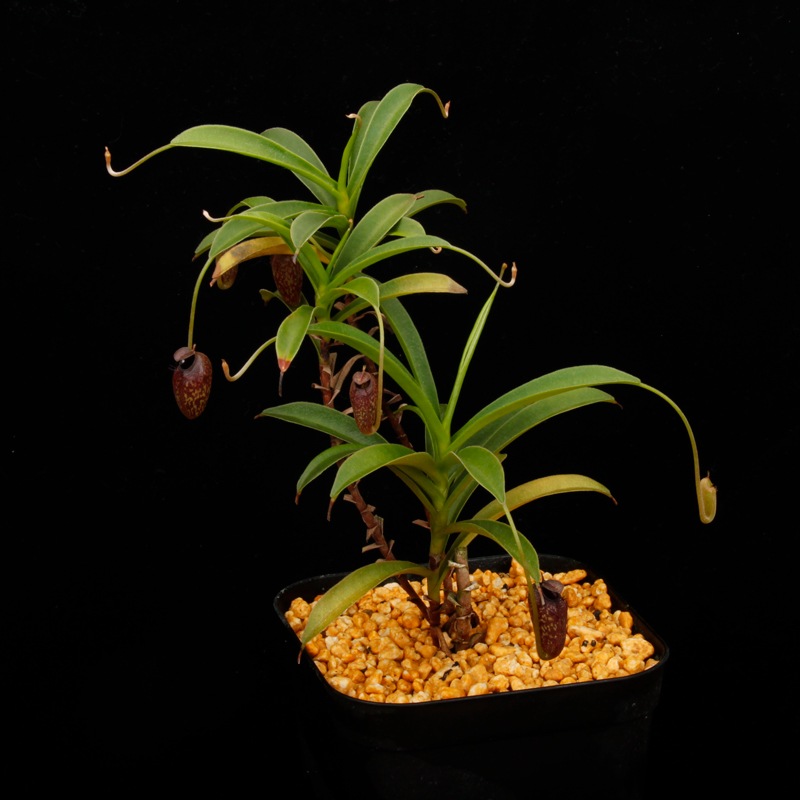 Nepenthes aristolochioides (Sumatra) AW / Clone:NM03��[ �ͥڥ�ƥ������ꥹ�ȥ��������ǥ� ]���� PN260728-07 / ʣ������ ��