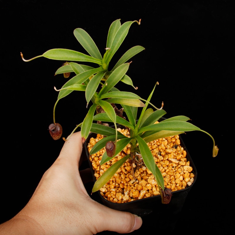 Nepenthes aristolochioides (Sumatra) AW / Clone:NM03��[ �ͥڥ�ƥ������ꥹ�ȥ��������ǥ� ]���� PN260728-07 / ʣ������ ��